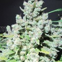 Malakoff (Medical Seeds) femminizzato