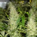 Malakoff (Medical Seeds) femminizzato