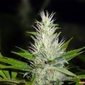 Malakoff (Medical Seeds) femminizzato