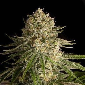 Critical Kush (Dinafem) femminizzata