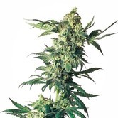 Northern Lights (Sensi Seeds) femminizzata