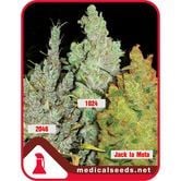 Collection 2 (Medical Seeds) femminizzato