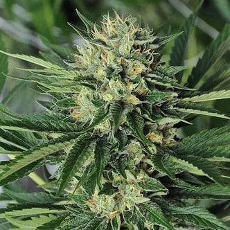 Dr. Greenthumbs Em-Dog (Humboldt Seed Organization) Femminizzata