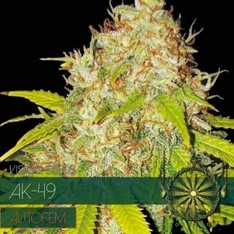 AK-49 Autoflowering (Vision Seeds) femminizzata