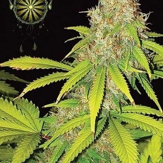 AK-49 Autoflowering (Vision Seeds) femminizzata