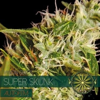 Super Skunk Autoflowering (Vision Seeds) femminizzata
