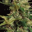 Super Skunk Autoflowering (Vision Seeds) femminizzata