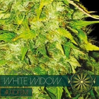 White Widow Autoflowering (Vision Seeds) femminizzata