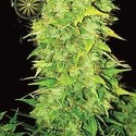 White Widow Autoflowering (Vision Seeds) femminizzata