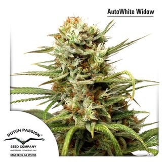 AutoWhite Widow (Dutch Passion) femminizzata