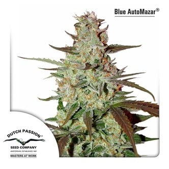 Blue AutoMazar (Dutch Passion) femminizzata