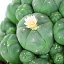 Peyote con Polloni (Lophophora williamsii)