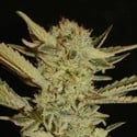 Bubble Gum (Serious Seeds)