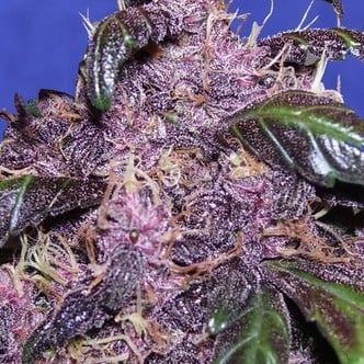 Auto Purple (Original Sensible Seeds) Femminizzata