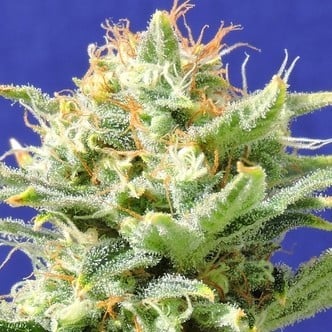 Auto Skunk (Original Sensible Seeds) Femminizzata