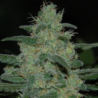 Pure Kush (Original Sensible Seeds) femminizzata