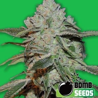 Atomic (Bomb Seeds) femminizzata