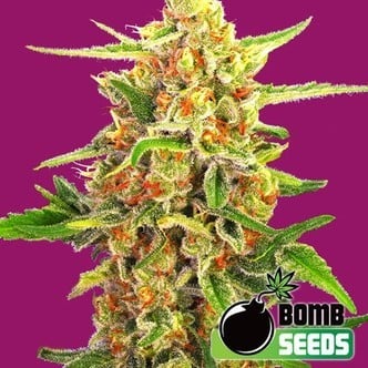 Cherry Bomb (Bomb Seeds) femminizzata