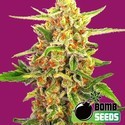 Cherry Bomb (Bomb Seeds) femminizzata