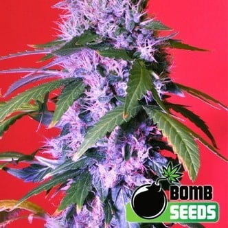 Berry Bomb (Bomb Seeds) femminizzata