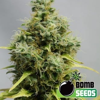 Big Bomb (Bomb Seeds) femminizzata