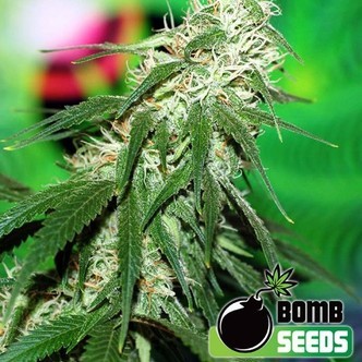 Buzz Bomb (Bomb Seeds) Femminizzata