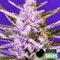 Ice Bomb (Bomb Seeds) femminizzata