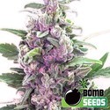 THC Bomb (Bomb Seeds) femminizzata