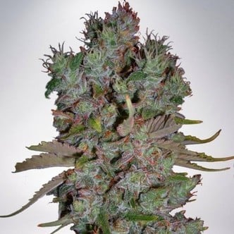 Auto Blueberry Domina (Ministry of Cannabis) femminizzata