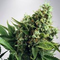 Auto White Widow (Ministry of Cannabis) femminizzata