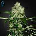 Northern Lights Autofiorente (Greenhouse Seeds) Femminizzata