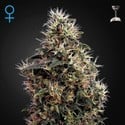 Sweet Mango Autofiorente (Greenhouse Seeds) femminizzata