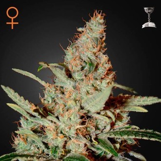 Chemdog (Greenhouse Seeds) femminizzata