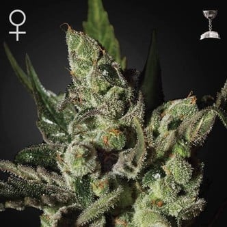 Exodus Cheese (Greenhouse Seeds) femminizzata