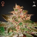 Pure Kush (Greenhouse Seeds) femminizzata