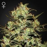Moby Dick (Greenhouse Seeds) Femminizzata