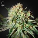 Damn Sour (Greenhouse Seeds) femminizzata