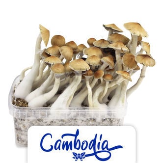Kit di coltivazione Zamnesia 'Cambodia'