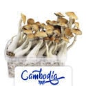 Kit di coltivazione Zamnesia 'Cambodia'