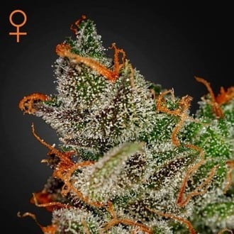 King's Kush (Greenhouse Seeds) Femminizzata