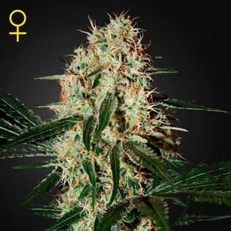 Arjan's Haze 3 (Greenhouse Seeds) Femminizzata