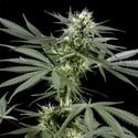 Arjan's Haze 3 (Greenhouse Seeds) Femminizzata