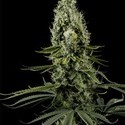 Arjan's Haze 3 (Greenhouse Seeds) Femminizzata