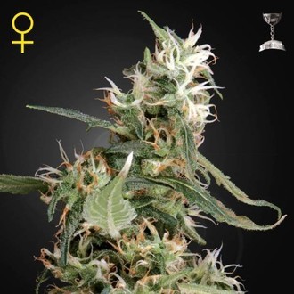 Arjan's Ultra Haze 1 (Greenhouse Seeds) femminizzata