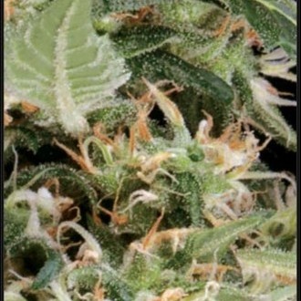Arjan's Ultra Haze 1 (Greenhouse Seeds) femminizzata