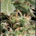 Arjan's Ultra Haze 1 (Greenhouse Seeds) femminizzata