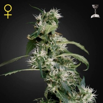 Arjan's Ultra Haze 2 (Greenhouse Seeds) Femminizzata