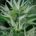 Mango Haze (Greenhouse Seeds) Femminizzata