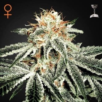 White Widow (Greenhouse Seeds) femminizzata