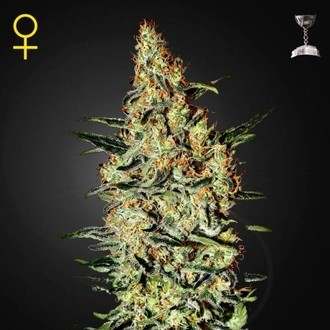 Neville's Haze (Greenhouse Seeds) Femminizzata